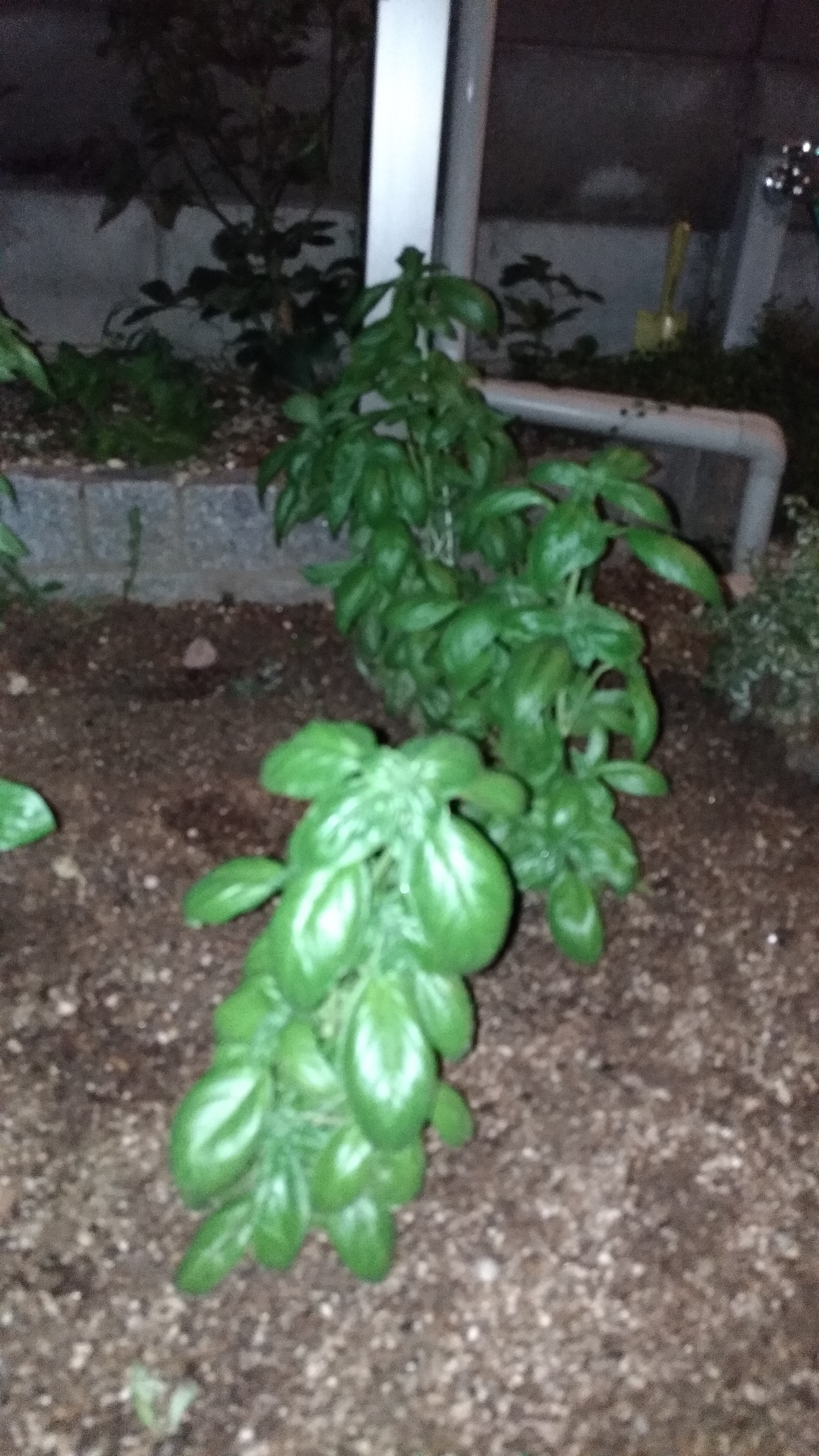 バジル　良かったらどうぞ