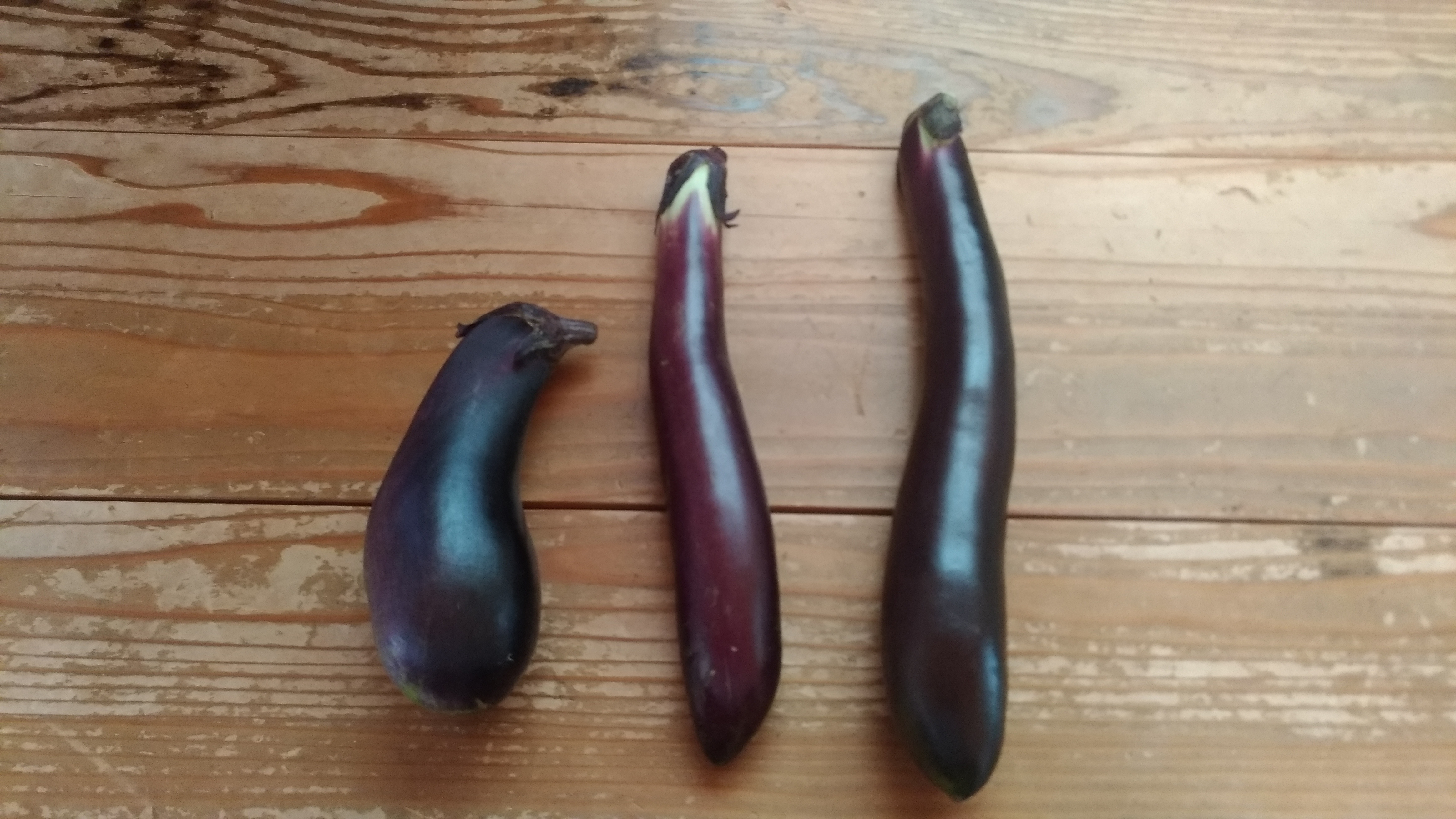 収穫された茄子いただきました