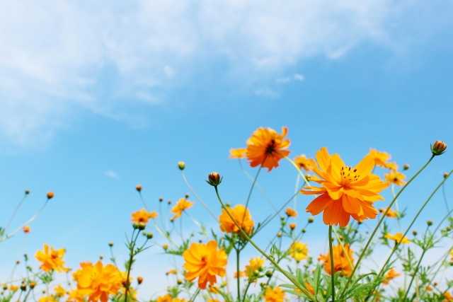 アーリーオータムタイム